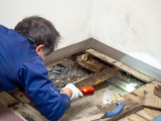 Professional Mold Removal in Prescott, AR