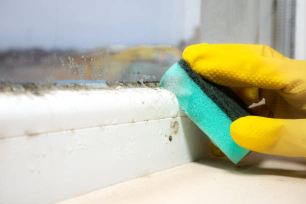 Best Commercial Mold Removal  in Prescott, AR