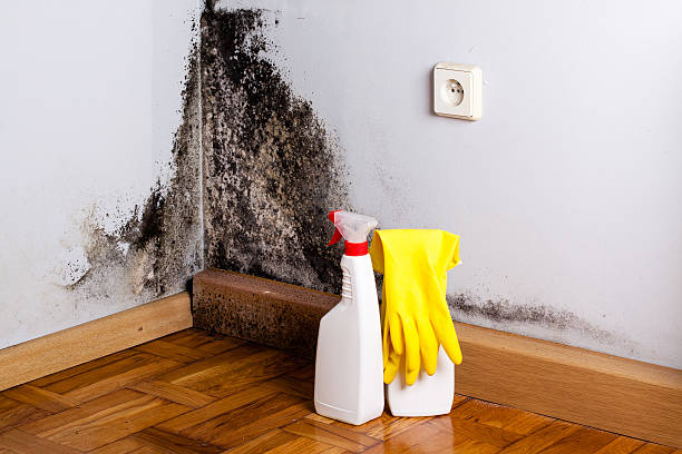 Best Fast Mold Removal  in Prescott, AR